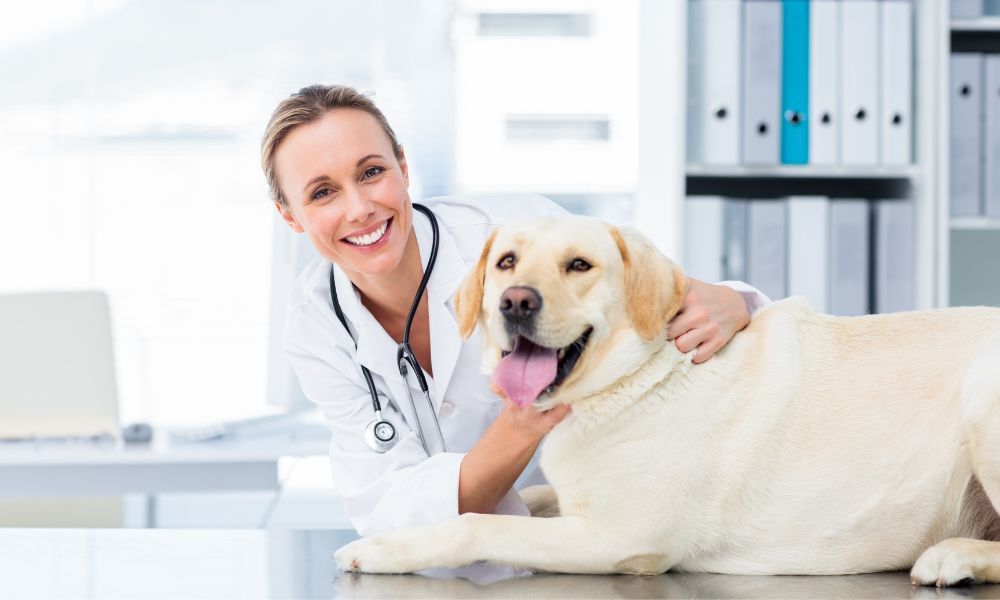 Why Record-Keeping Is Crucial to Veterinary Offices