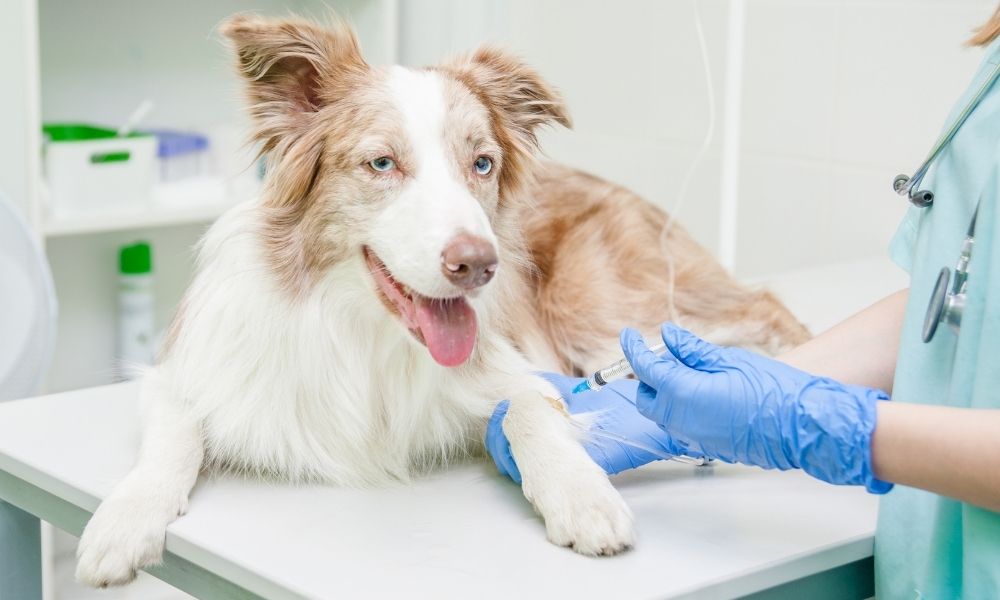 How to Safely Use Sharps in Veterinary Medicine