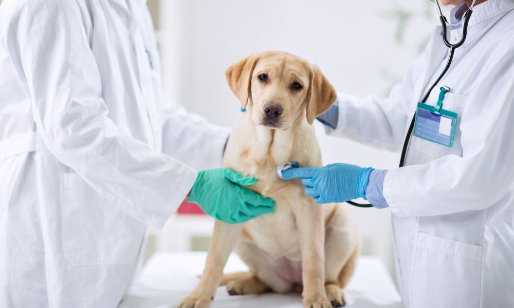 What Is Regulated Medical Waste in Veterinary Offices?