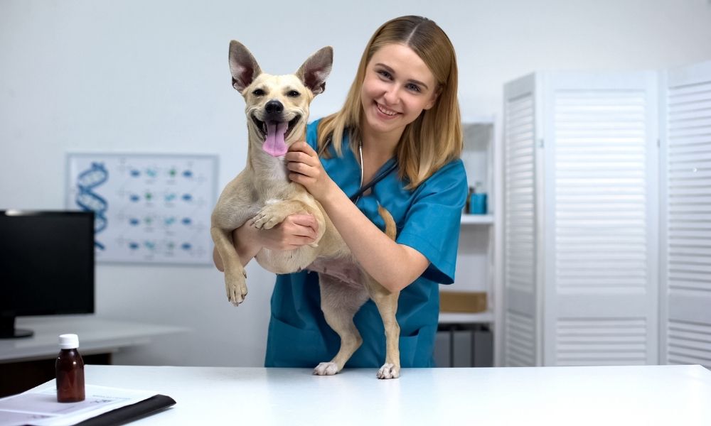 A Guide To Ergonomics in Veterinary Practices